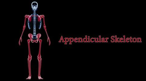 Human Skeleton Appendicular Skeleton Anatomy 3D Stock Illustration