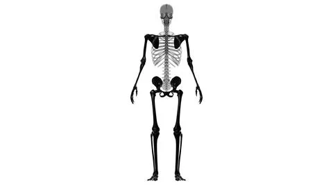 Human Skeleton Appendicular Skeleton Anatomy 3D Stock Illustration