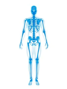 Human skeleton, artwork Stock Illustration