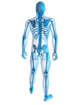 Human skeleton, artwork Stock Illustration