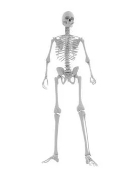Human skeleton, artwork Stock Illustration