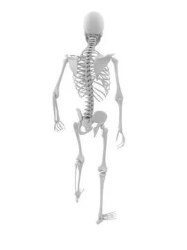 Human skeleton, artwork Stock Illustration