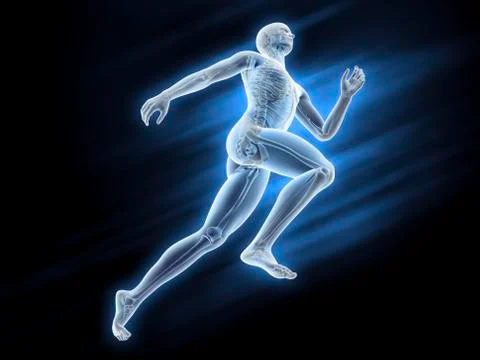 Human skeleton; artwork Stock Illustration