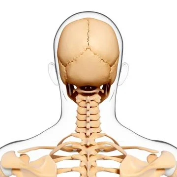 Human skeleton, artwork Stock Illustration