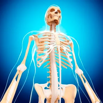 Human skeleton, artwork Stock Illustration