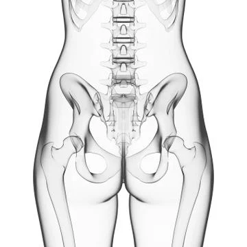 Human skeleton, artwork Stock Illustration