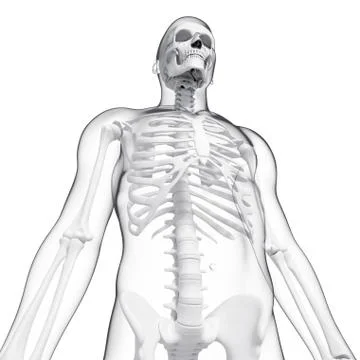 Human skeleton, artwork Stock Illustration
