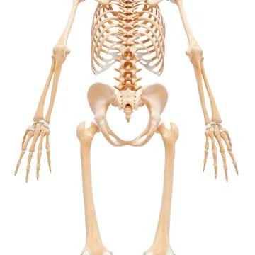 Human skeleton, artwork Stock Illustration