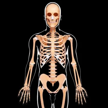Human skeleton, artwork Stock Illustration