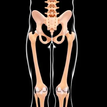 Human skeleton, artwork Stock Illustration