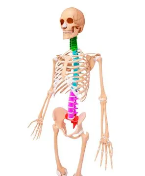 Human skeleton, artwork Stock Illustration