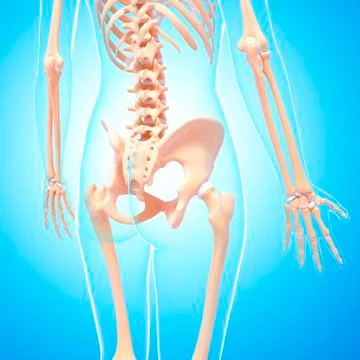Human skeleton, artwork Stock Illustration