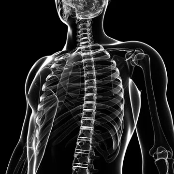 Human skeleton, artwork Stock Illustration