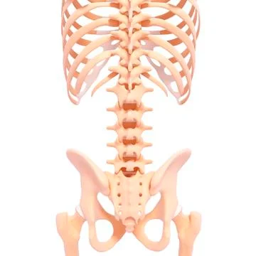 Human skeleton, artwork Stock Illustration
