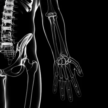 Human skeleton, artwork Stock Illustration