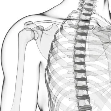 Human skeleton, artwork Stock Illustration