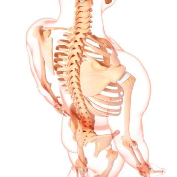 Human skeleton, artwork Stock Illustration
