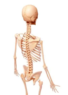 Human skeleton, artwork Stock Illustration