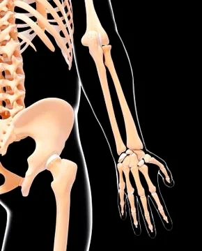 Human skeleton, artwork Stock Illustration