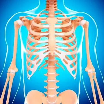 Human skeleton, artwork Stock Illustration