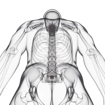 Human skeleton, artwork Illustrazione stock