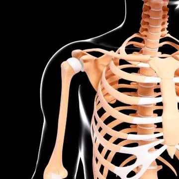 Human skeleton, artwork Stock Illustration