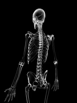 Human skeleton, artwork Illustrazione stock