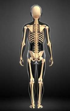 Human skeleton back view Stock Illustration