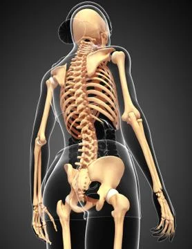 Human skeleton back view Stock Illustration