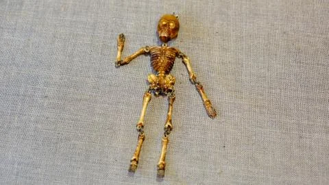 Is the human skeleton on the background Stock Photos