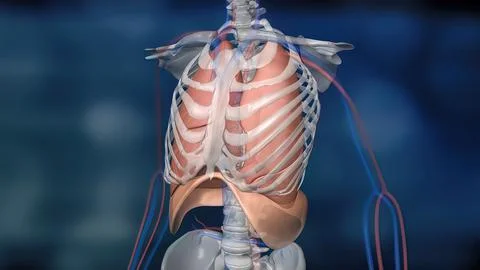 Human skeleton in blue background.Animated illustration of lung and aperture Stock Illustration