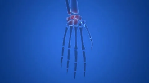 Human Skeleton Bone Joint Pains (Carpal Bones) Anatomy Stock-Footage 65781461