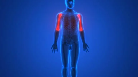 Human Skeleton Bones Anatomy (Humerus Bones) Stock Footage 68980009