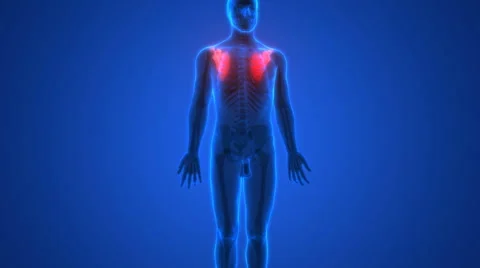 Human Skeleton Bones Anatomy (Scapula Bones) Stock Footage 68980015