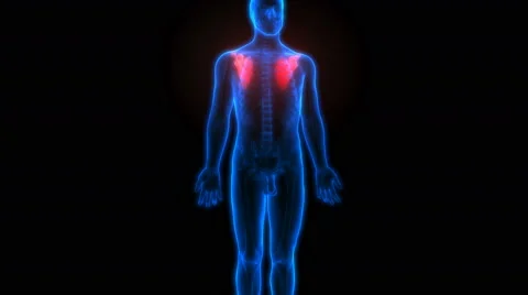 Human Skeleton Bones Anatomy (Scapula Bones) Vídeo Stock 68980016