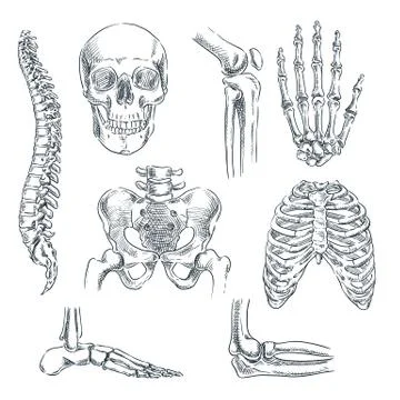 Human skeleton, bones and joints. Vector sketch isolated illustration. Hand d Stock Illustration