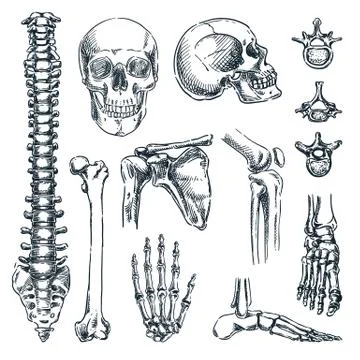 Human skeleton, bones and joints, isolated on white background. Vector hand d Stock Illustration