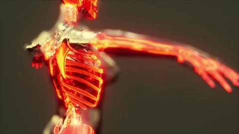 Human skeleton bones and joints medical scan Illustrazione stock