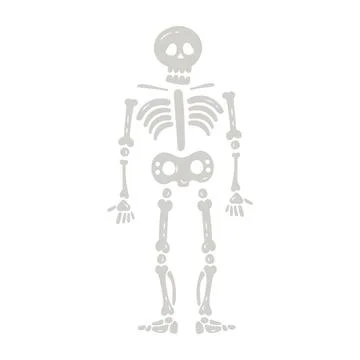 Human skeleton bones イラスト素材
