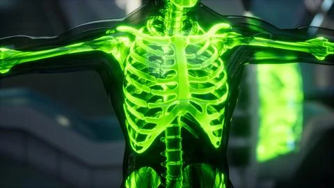 Human skeleton bones scan exam in lab Stock-Illustration