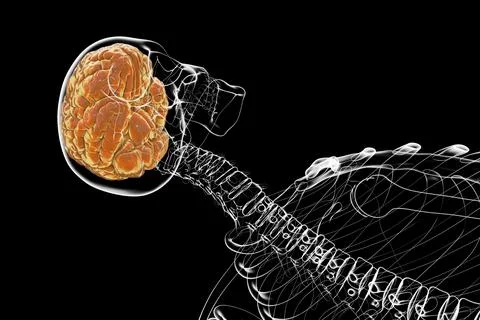 A human skeleton with a brain, 3D illustration showcasing the complex structu Foto stock