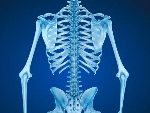 Human skeleton: breast chest. Front view. Medically accurate 3D illustration Stock-Illustration