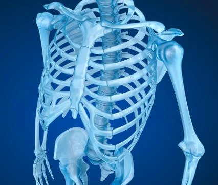 Human skeleton, breast chest. Medically accurate 3D illustration Stock Illustration