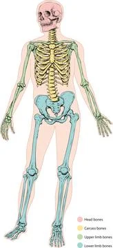 Human skeleton with color-coded regions Stock Illustration