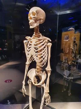 A human skeleton. A complete human skeleton. Stock Photos