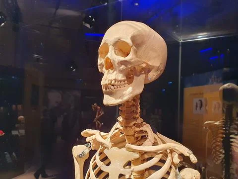 A human skeleton. A complete human skeleton. Stock Photos