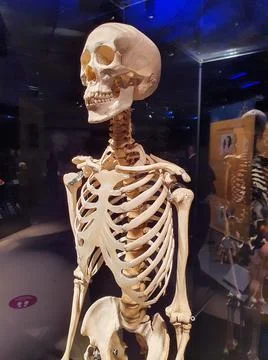 A human skeleton. A complete human skeleton. Stock Photos