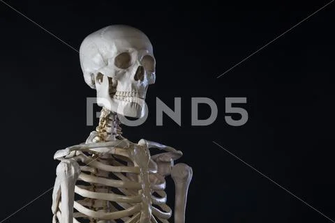 Human Skeleton, Copy Space