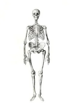 Human Skeleton drawing isolated on white background in high resolution, Anterior Stock-Illustration