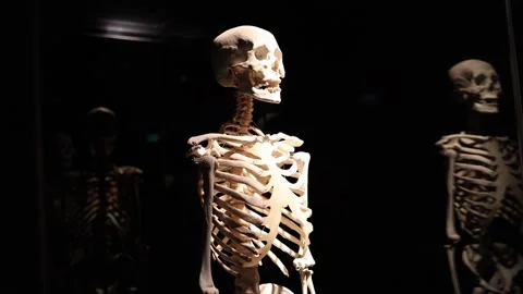 Human skeleton evolution concept Stock Footage 330679773